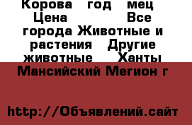 Корова 1 год 4 мец › Цена ­ 27 000 - Все города Животные и растения » Другие животные   . Ханты-Мансийский,Мегион г.